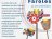 Desfiles de Faroles, 14 de setiembre