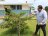 También promueven la siempre de árboles frutales injertados. Este es un árbol de Guayabita del Perú