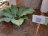 Plantas muestran códigos QR para educar a las pesonas sobre las distintas especies 