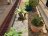 Embellecen zonas verdes 