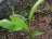 El cultivo de Abacá está iniciando