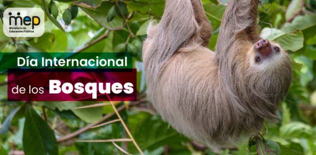 21 de marzo, Día Internacional de los Bosques.