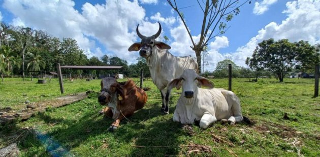 CTP Puerto Viejo de Sarapiquí realiza fertilización in vitro en ganado 