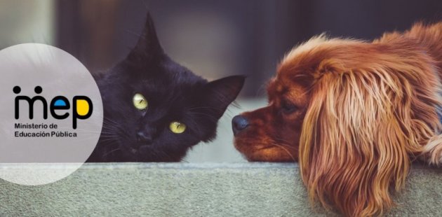 perro y gato acostados.