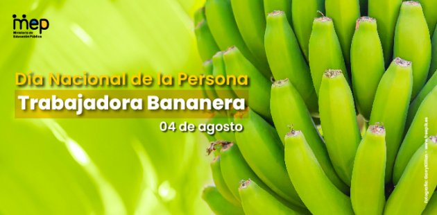 racimo de bananos verdes. Día Nacional de la persona trabajadora bananera, 04 de