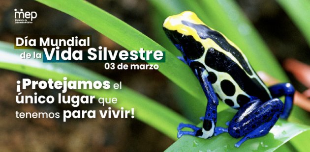 Una rana posa sobre una hoja verde un helecho en un hábitat natural.