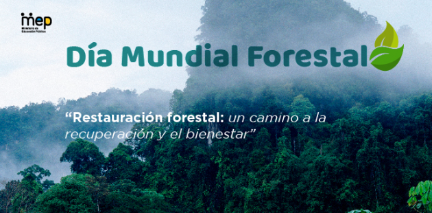 Se ilustra bosques acompañandos de neblina