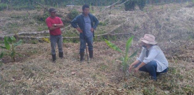 Personas trabajan el campo