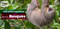 21 de marzo, Día Internacional de los Bosques.