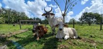 CTP Puerto Viejo de Sarapiquí realiza fertilización in vitro en ganado 