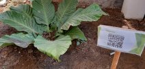 Plantas con códigos QR que detallan cada especie
