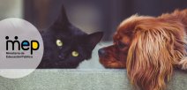 perro y gato acostados.