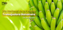 racimo de bananos verdes. Día Nacional de la persona trabajadora bananera, 04 de