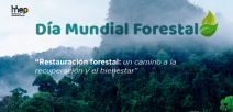 Se ilustra bosques acompañandos de neblina